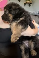 Long Coat German Shepherd- Pink Female, a female German Shepherd Dog for sale in Crooksville, OH – 2 of 3