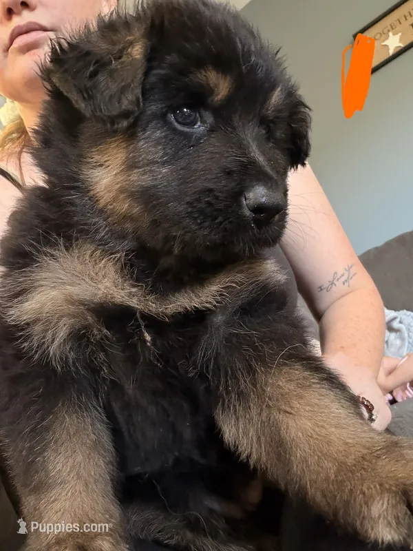 Long Coat German Shepherd- Orange Female – German Shepherd Dog puppy for sale in Crooksville, OH