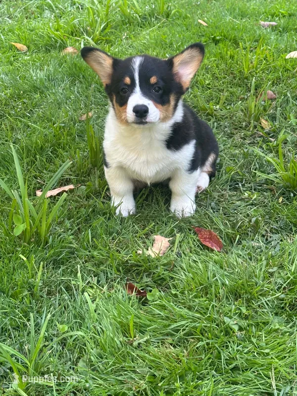 Jax  – Pembroke Welsh Corgi puppy for sale in South China, ME