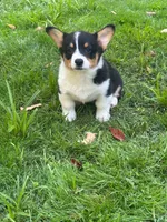 Jax , a male Pembroke Welsh Corgi for sale in South China, ME – 1 of 5