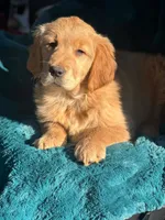 Kali, a female Golden Retriever for sale in Winslow, ME – Photo 3 of 3