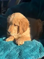 Kali, a female Golden Retriever for sale in Winslow, ME – Photo 2 of 3
