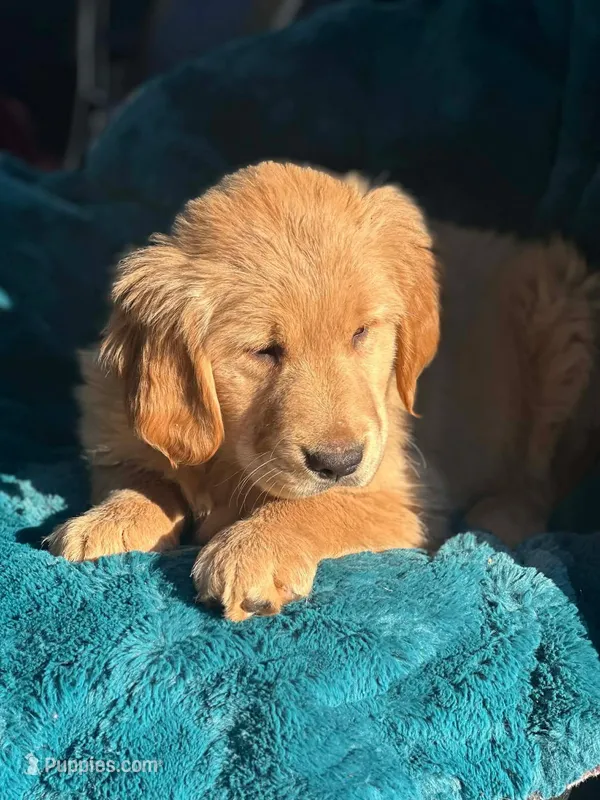 Kali, a female Golden Retriever for sale in Winslow, ME – Photo 1 of 3