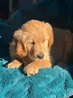 Kali, a female Golden Retriever for sale in Winslow, ME – Photo 1 of 3