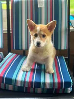 Molly, a female Pembroke Welsh Corgi for sale in South China, ME – 3 of 3