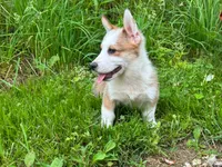 Wrangler , a male Pembroke Welsh Corgi for sale in South China, ME – 2 of 2