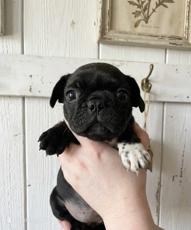 Puppy3 – French Bulldog, Frenchton puppy for sale in Fairfield, ME