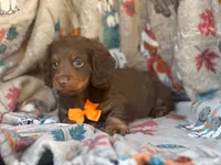 Brownie boy, a male Miniature Dachshund for sale in South China, ME – 2 of 10