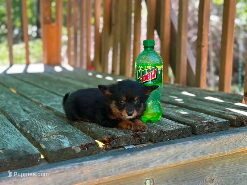 Mini – Pomeranian, Miniature Goldendoodle puppy for sale in South China, ME