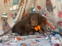 Brownie boy, a male Miniature Dachshund for sale in South China, ME – 5 of 10