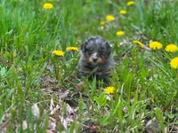 Merle, a male Pomeranian and Miniature Goldendoodle for sale in Fairfield, ME – 1 of 6