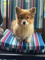 Fluffy, a female Pembroke Welsh Corgi for sale in South China, ME – 3 of 4