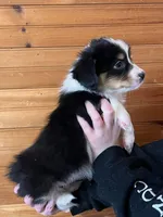 Missy, a female Pembroke Welsh Corgi and Miniature Australian Shepherd for sale in Winslow, ME – Photo 2 of 2