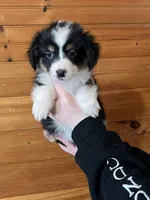 Missy, a female Pembroke Welsh Corgi and Miniature Australian Shepherd for sale in Winslow, ME – Photo 1 of 2