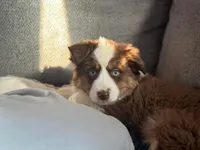 Charlie , a male Miniature Australian Shepherd for sale in Fairfield, ME – Photo 4 of 7