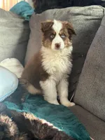 Charlie , a male Miniature Australian Shepherd for sale in Fairfield, ME – Photo 3 of 7