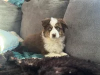 Charlie , a male Miniature Australian Shepherd for sale in Fairfield, ME – Photo 6 of 7