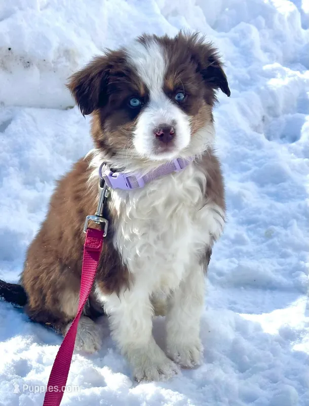 Charlie , a male Miniature Australian Shepherd for sale in Winslow, ME – Photo 1 of 1