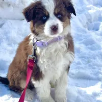 Charlie , a male Miniature Australian Shepherd for sale in Fairfield, ME – Photo 2 of 7