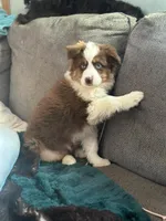 Charlie , a male Miniature Australian Shepherd for sale in Fairfield, ME – Photo 7 of 7