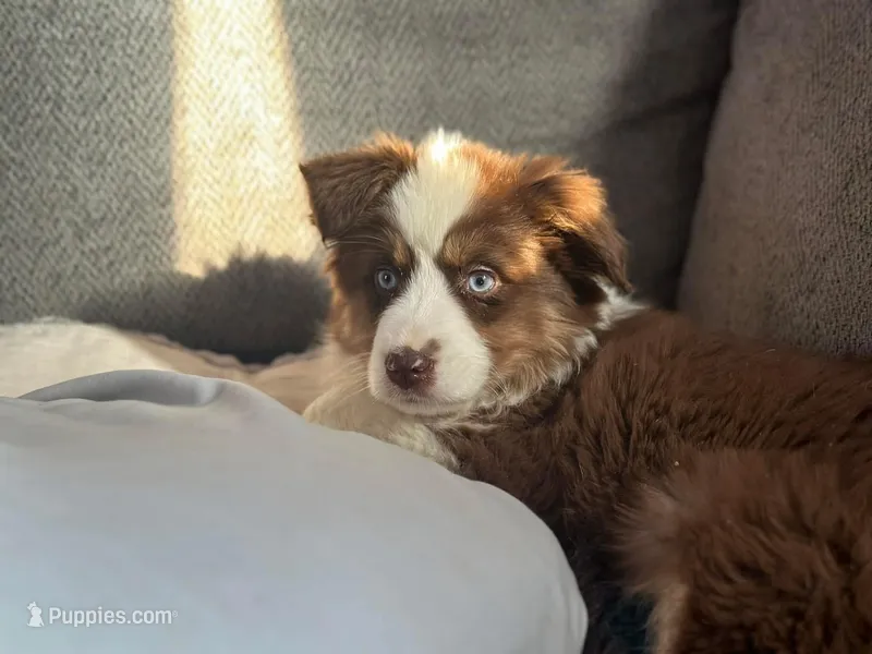 Charlie  – Miniature Australian Shepherd puppy for sale in Winslow, ME