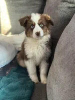 Charlie , a male Miniature Australian Shepherd for sale in Fairfield, ME – Photo 5 of 7