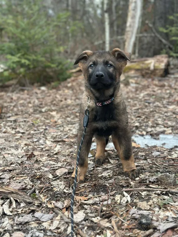 Tonka – German Shepherd Dog puppy for sale in Fairfield, ME