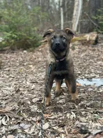 Tonka, a male German Shepherd Dog for sale in Fairfield, ME – Photo 1 of 2