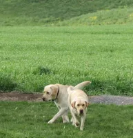 Winchester, a male Labrador Retriever for sale in South China, ME – 2 of 2