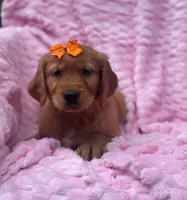 Macey, a female Golden Retriever for sale in South China, ME – 1 of 1