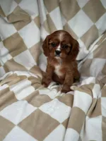 Charlie , a male Cavalier King Charles Spaniel for sale in Fairfield, ME – Photo 4 of 4