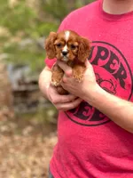 Charlie , a male Cavalier King Charles Spaniel for sale in Fairfield, ME – Photo 1 of 4