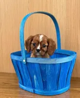 Charlie , a male Cavalier King Charles Spaniel for sale in Fairfield, ME – Photo 2 of 4