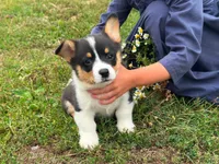 Rambo, a male Pembroke Welsh Corgi for sale in South China, ME – 2 of 2