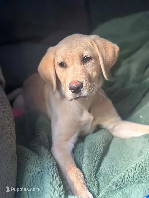 Maizy – Labrador Retriever puppy for sale in South China, ME
