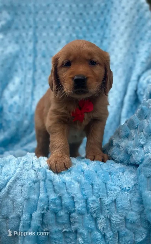 Charlie – Golden Retriever puppy for sale in South China, ME