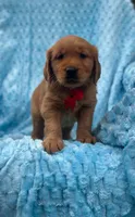 Charlie, a male Golden Retriever for sale in South China, ME – 1 of 1