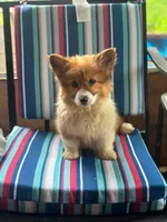 Fluffy, a female Pembroke Welsh Corgi for sale in South China, ME – 4 of 4