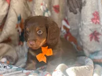 Brownie boy, a male Miniature Dachshund for sale in South China, ME – 8 of 10
