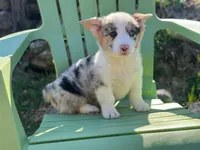 Waylon, a male Pembroke Welsh Corgi for sale in Fairfield, ME – Photo 3 of 3