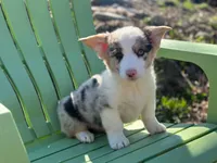 Waylon, a male Pembroke Welsh Corgi for sale in Fairfield, ME – Photo 2 of 3