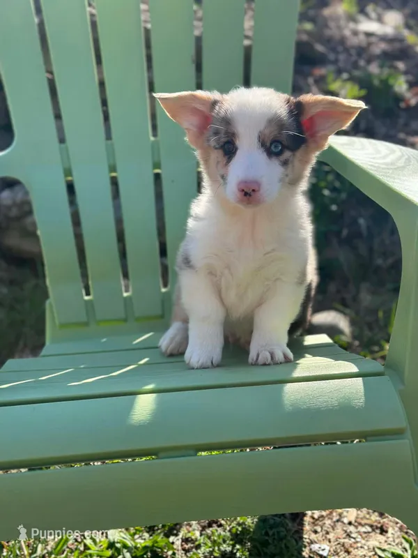 Waylon – Pembroke Welsh Corgi puppy for sale in Fairfield, ME