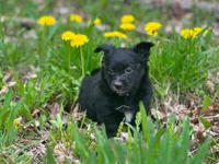 Sam, a male Pomeranian and Miniature Goldendoodle for sale in Fairfield, ME – 2 of 5
