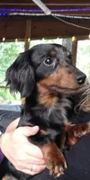 Brownie boy, a male Miniature Dachshund for sale in South China, ME – 10 of 10