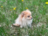 Teddy, a male Chihuahua and Pomeranian for sale in Fairfield, ME – 2 of 8