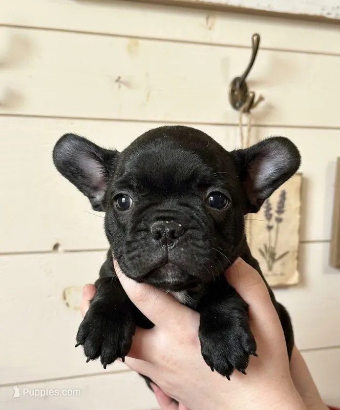 Puppy6 – French Bulldog, Frenchton puppy for sale in Fairfield, ME