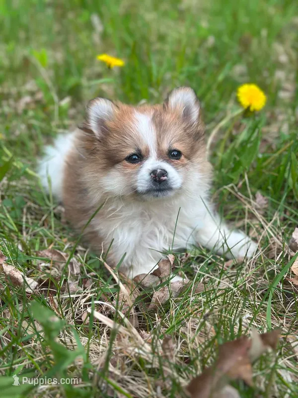 Miffy – Chihuahua, Pomeranian puppy for sale in Fairfield, ME