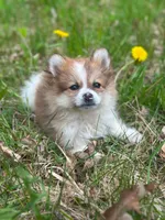 Miffy, a female Chihuahua and Pomeranian for sale in Fairfield, ME – 1 of 1