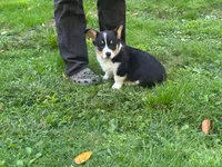Jax , a male Pembroke Welsh Corgi for sale in South China, ME – 5 of 5