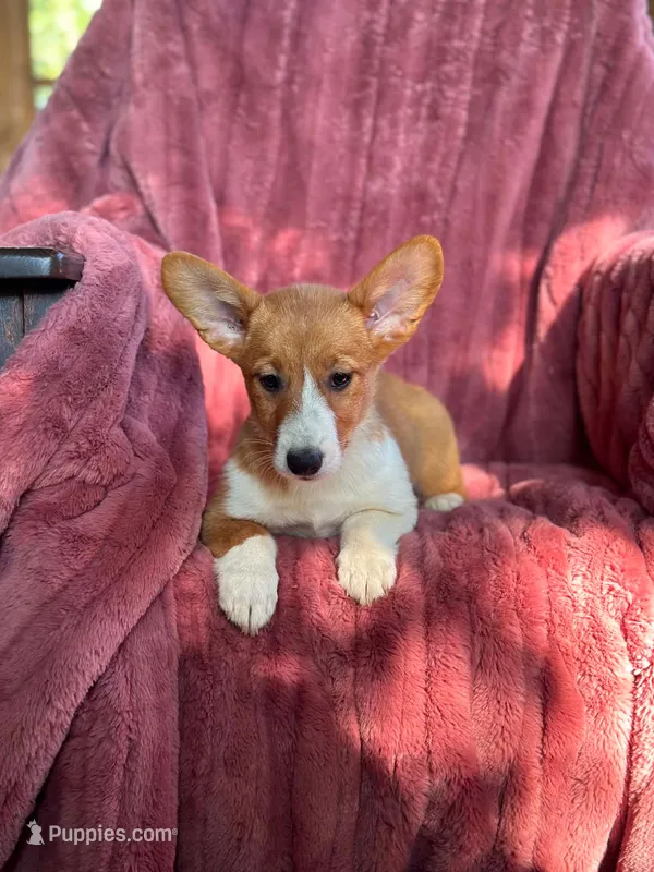 Cowgirl – Pembroke Welsh Corgi puppy for sale in South China, ME
